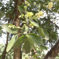 Pithecellobium dulce (Roxb.) Benth.